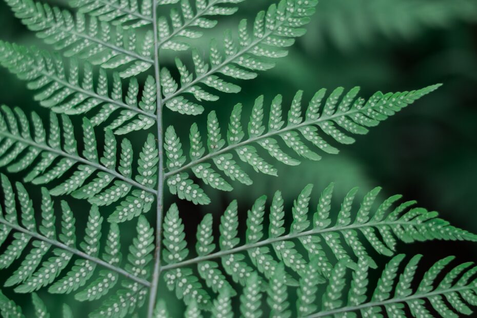 Unlocking Scalability Secrets from Nature: Lessons from Plant Spores